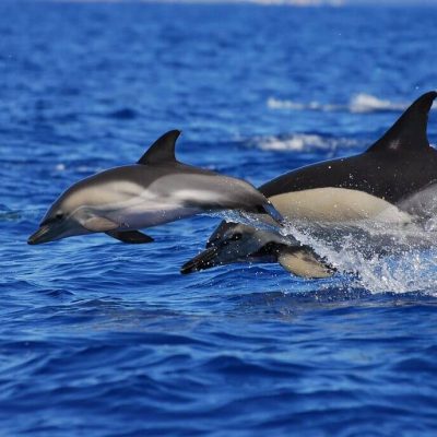 Whale & Dolphin watching excursion in Tenerife